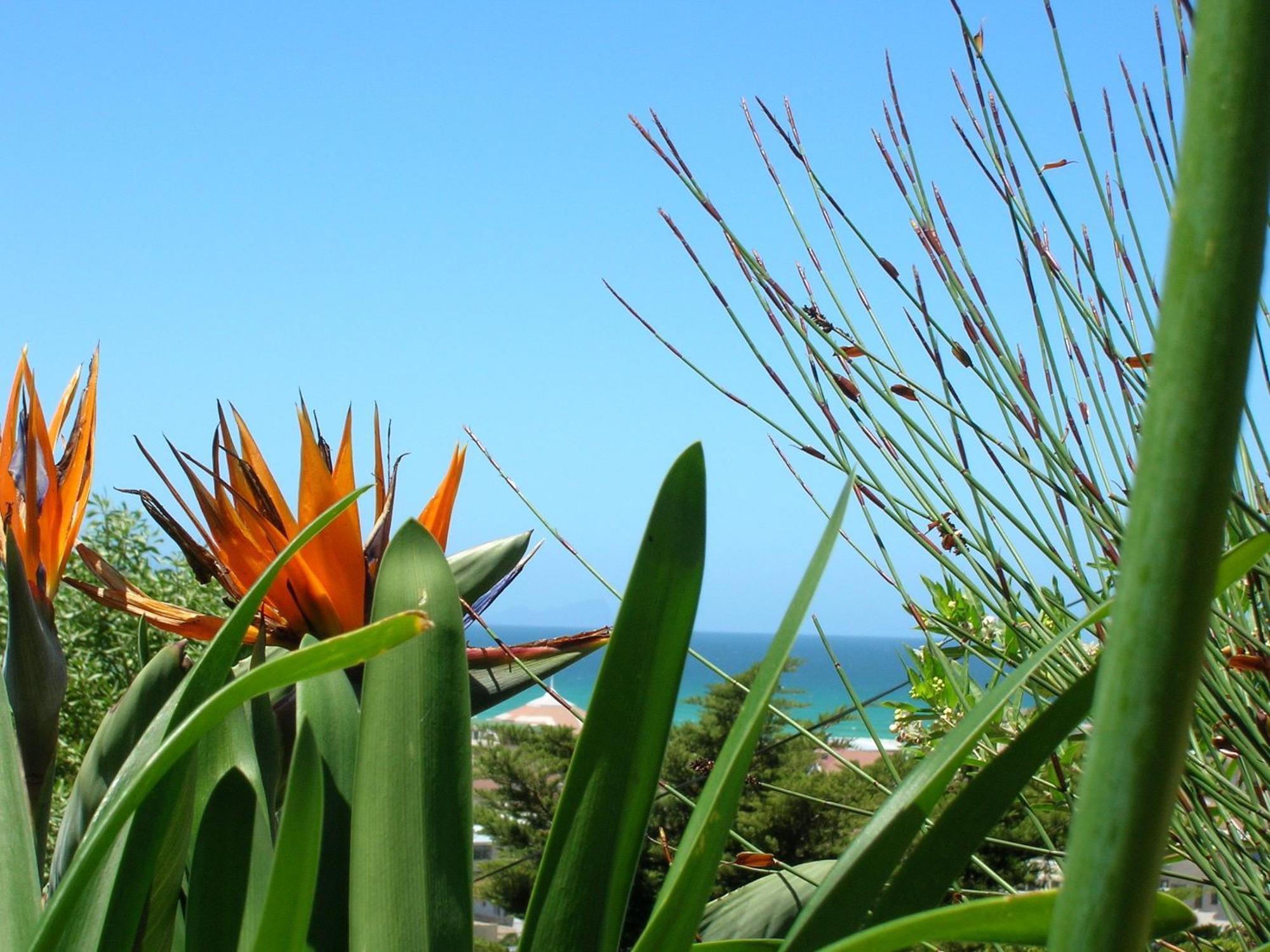 Bluebottle Guesthouse Muizenberg Eksteriør billede